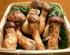 Nấm DX Agaricus thái dương Nhật bản 360 viên - Ảnh 4
