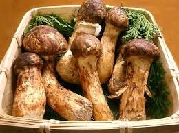 Nấm DX Agaricus thái dương Nhật bản 360 viên - Ảnh 4
