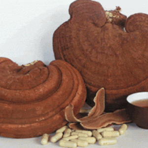Nấm Linh Chi Nhật Bản Nissan Reishi - Ảnh 4