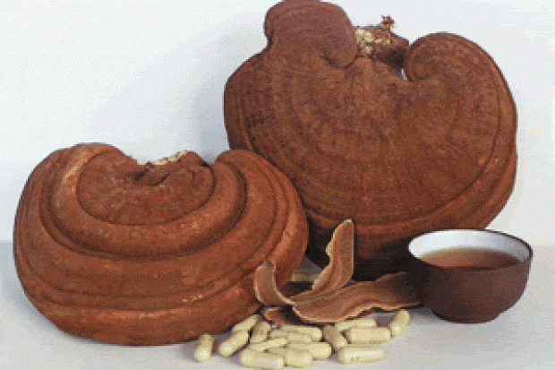 Nấm Linh Chi Nhật Bản Nissan Reishi - Ảnh 4