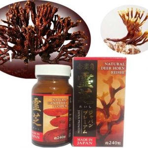 Nấm Linh Chi Sừng Hươu Nhật Bản Deer Horn Reishi - Ảnh 5
