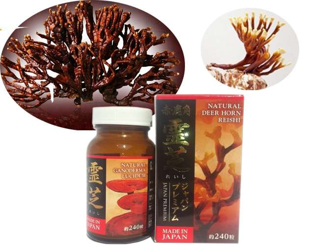 Nấm Linh Chi Sừng Hươu Nhật Bản Deer Horn Reishi - Ảnh 5