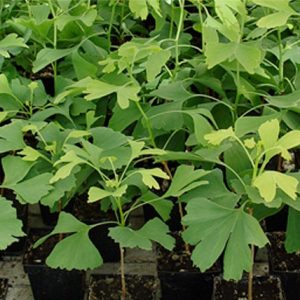 Viên uống bổ não Maruman Ginkgo Biloba - Ảnh 3