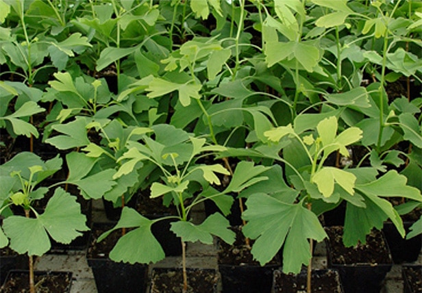 Viên uống bổ não Maruman Ginkgo Biloba - Ảnh 3