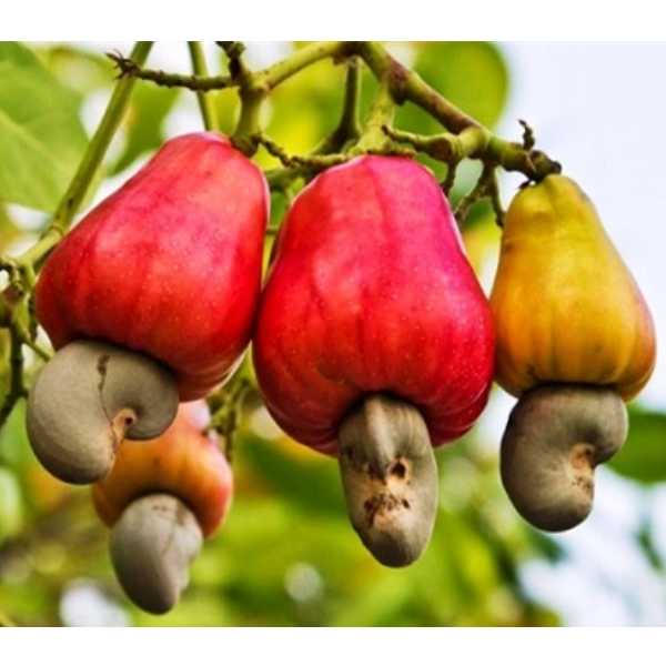 hạt điều có tác dụng gì