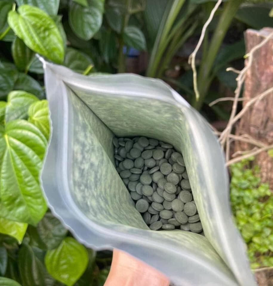 tảo canxi